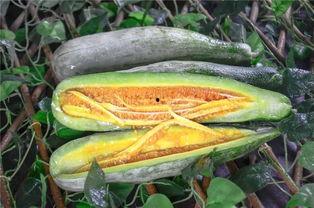 网红瓜有哪些人喜欢吃的,揭秘哪些明星网红钟爱品尝的美食  第2张